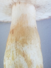 Russula grata