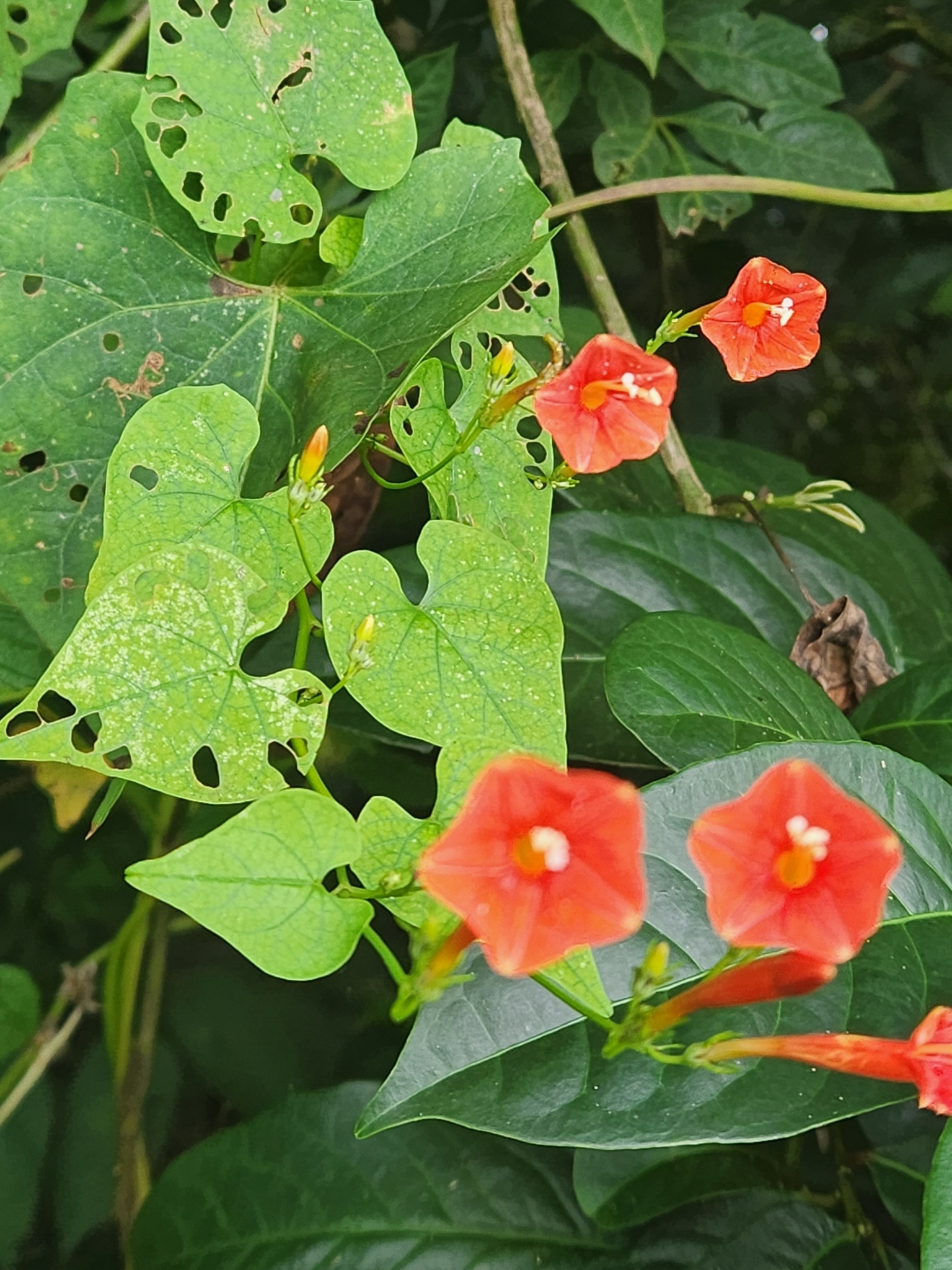 Ipomoea hederifolia