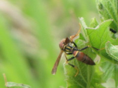 Polistes oculatus