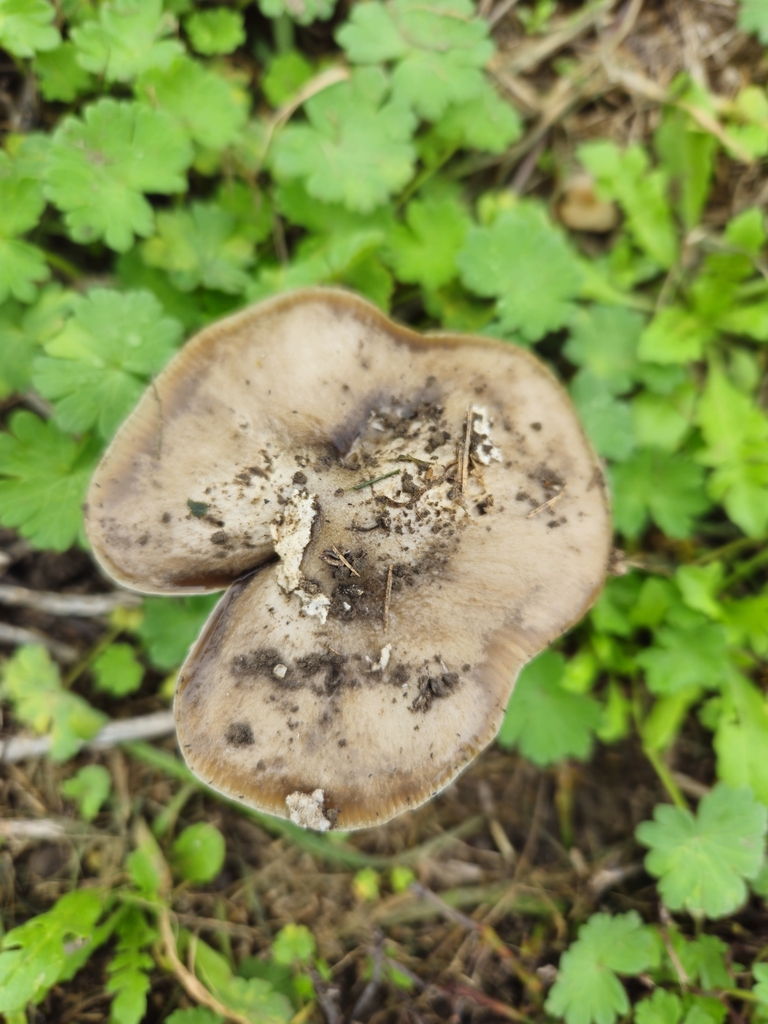 Volvopluteus gloiocephalus · April 2025 · photo: © tyler_mcbeth (iNaturalist, cc-by-nc)