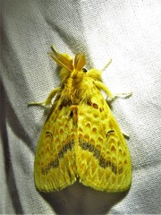 Mylantria xanthospila