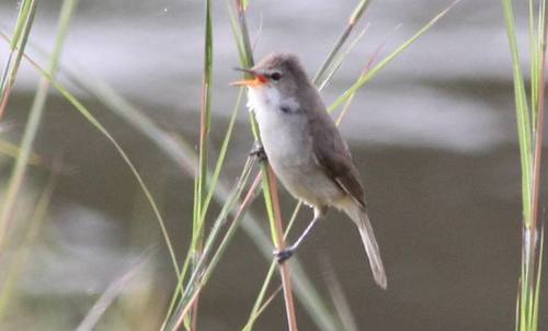 Greater Swamp Warbler