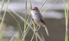 Greater Swamp Warbler photo 5