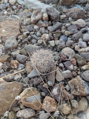 Echinomastus warnockii