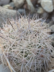 Echinomastus warnockii