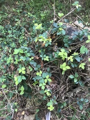 Trachelospermum