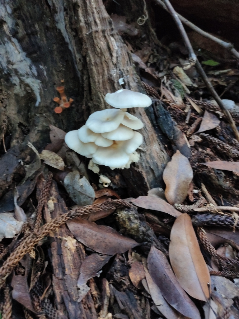 Omphalotus nidiformis · April 2025 · photo: © aavankampen (iNaturalist, cc-by)