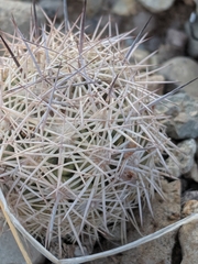 Echinomastus warnockii