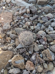 Echinomastus warnockii