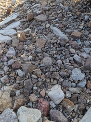 Echinomastus warnockii