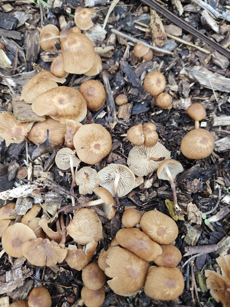 Collybiopsis subpruinosa · April 2025 · photo: © tyler_mcbeth (iNaturalist, cc-by-nc)