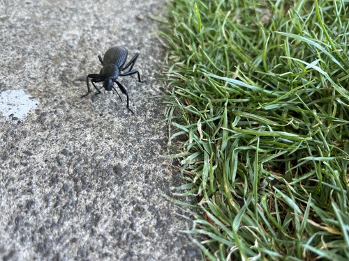 Obscure darkling beetle