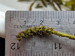 Potamogeton gramineus