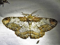 Colocleora divisaria