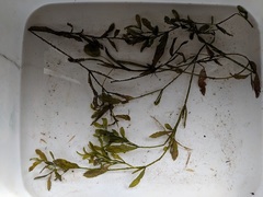 Potamogeton gramineus