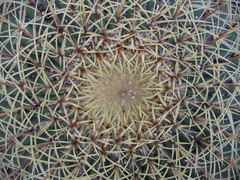 Ferocactus histrix