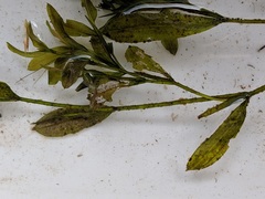 Potamogeton gramineus