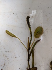 Potamogeton gramineus