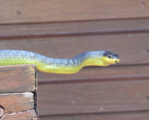 Common Tree Snake sighting
