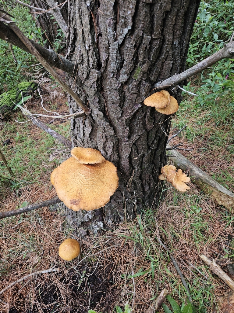 Gymnopilus junonius · April 2025 · photo: © jacog (iNaturalist, cc0)