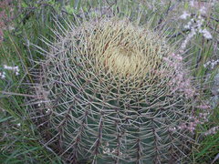 Ferocactus histrix