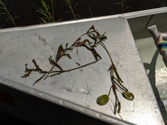 Potamogeton gramineus