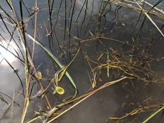 Potamogeton gramineus