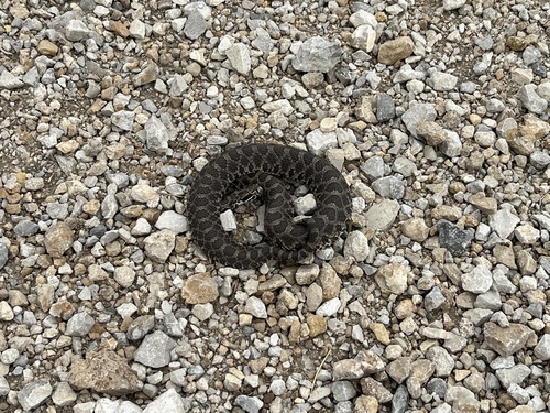 Western Massasauga