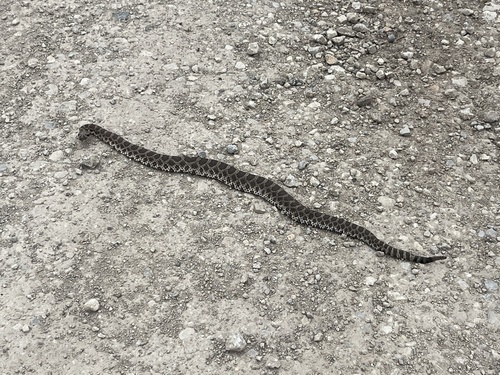 Western Massasauga
