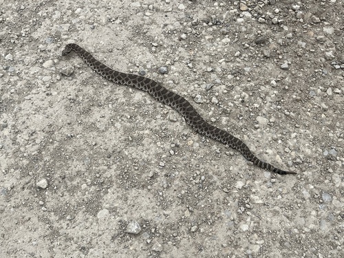 Western Massasauga
