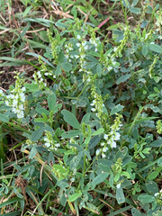 Melilotus albus image