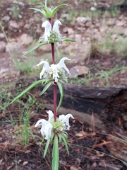 Monarda citriodora austromontana