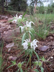 Monarda citriodora austromontana