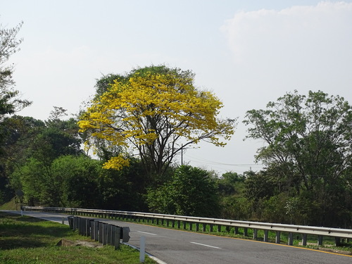 Handroanthus guayacan, photograph 6
