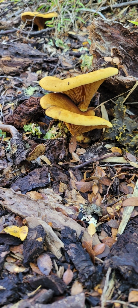 Austropaxillus statuum · April 2025 · photo: © paulazermoglio (iNaturalist, cc0)