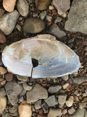 Utterbackiana implicata