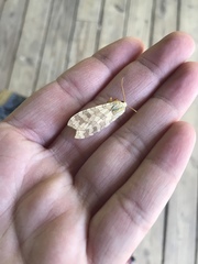 Halysidota tessellaris