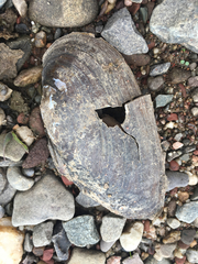 Utterbackiana implicata