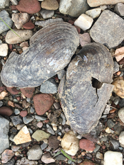 Utterbackiana implicata