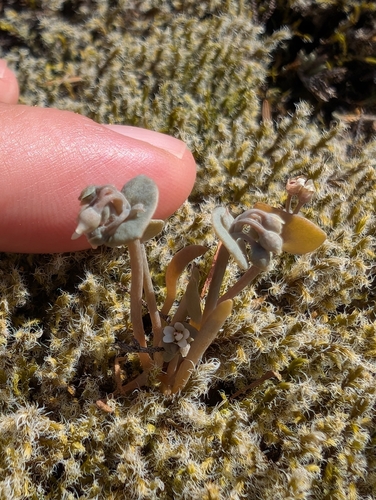 Image of Claytonia exigua by (c) Simone Littledale, some rights reserved (CC BY)
