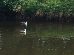 Larus canus