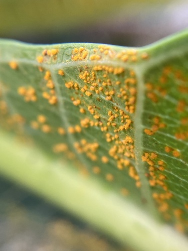 frangipani rust