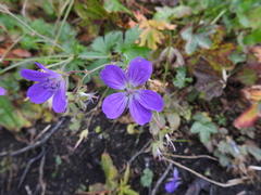 Geranium sylvaticum
