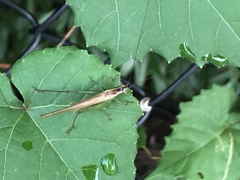 Conocephalus