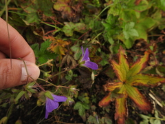 Geranium sylvaticum