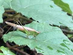 Conocephalus
