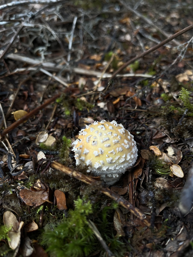 Amanita muscaria · March 2025 · photo: © oqt (iNaturalist, cc-by)