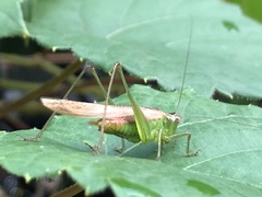 Conocephalus