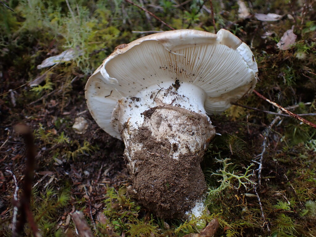 Hebeloma victoriense · March 2025 · photo: © oqt (iNaturalist, cc-by)