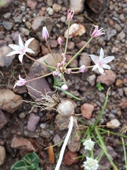Allium rhizomatum